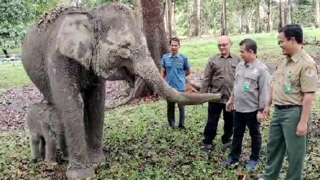 Gajah Sumatera Lahir di Taman Wisata Buluh Cina