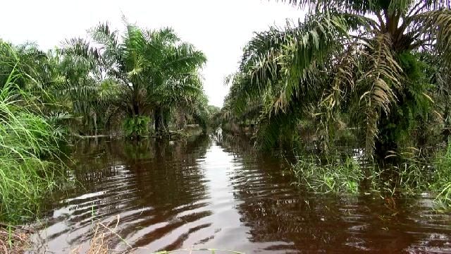 Banjir Merendam Ratusan Hektare Kebun Kelapa Sawit di Pelalawan