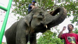 Hari Penyelamatan Gajah, NasDem Riau Minta Pemerintah Pulihkan Habitat