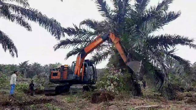 4.700 Kebun Sawit Ilegal Dimusnahkan di Taman Nasional Teso Nilo