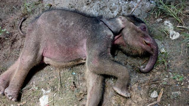 Ironis, Gajah Sumatera Terungkap Mati di Hari Gajah Sedunia